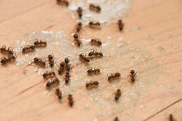 Best Pest Control for Businesses  in Fultonde, AL