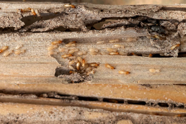 Pest Control for Restaurants in Fultondale, AL